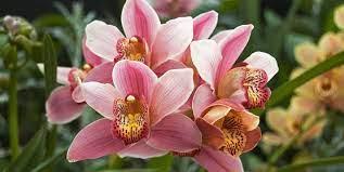 Close up image of a pink orchid plant. 