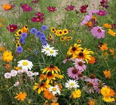 wildflower garden